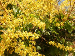 Koelreuteria paniculata