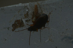 Carabidae