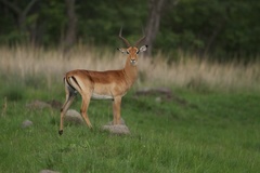 Aepyceros melampus