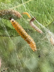 Saucrobotys futilalis