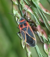 Ochrostomus uhleri
