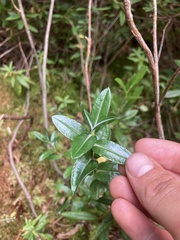 Kalmia polifolia