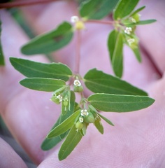 Euphorbia nutans