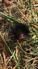 Hypercompe scribonia