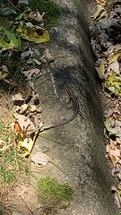 Plestiodon fasciatus