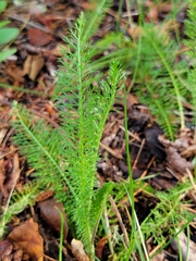 Achillea millefolium borealis