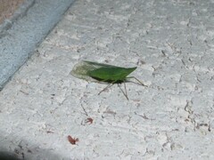 Rhynchomitra microrhina