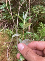 Kalmia polifolia