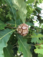 Andricus quercusstrobilanus