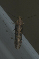 Scrobipalpa ocellatella