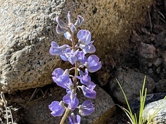 Lupinus argenteus