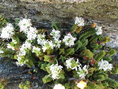 Veronica buchananii