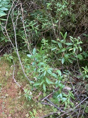 Kalmia polifolia