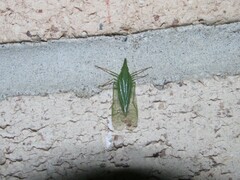 Rhynchomitra microrhina