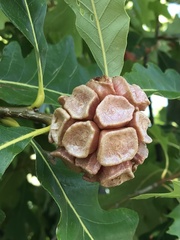 Andricus quercusstrobilanus