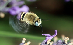 Anthophora