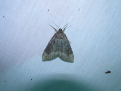 Catocala residua