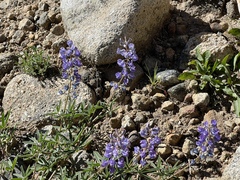 Lupinus argenteus