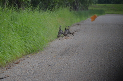 Meleagris gallopavo silvestris