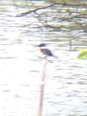 Chloroceryle americana