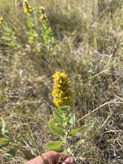 Solidago mollis