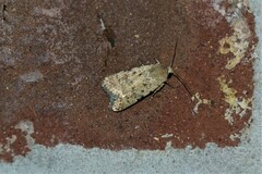 Caradrina clavipalpis
