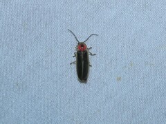 Photinus pyralis