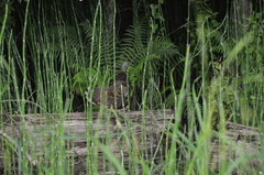 Meleagris gallopavo silvestris