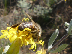Apis mellifera capensis