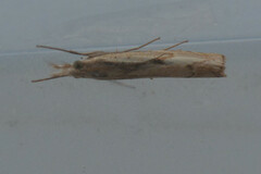 Agriphila geniculea
