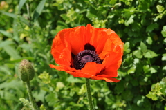 Papaver orientale