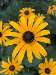 Rudbeckia fulgida