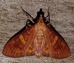 Prenesta scyllalis