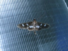 Desmia funeralis
