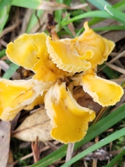Cantharellus
