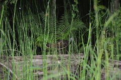 Meleagris gallopavo silvestris