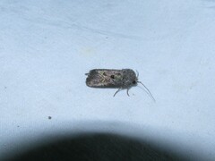 Lacinipolia renigera