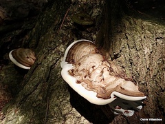 Ganoderma lobatum