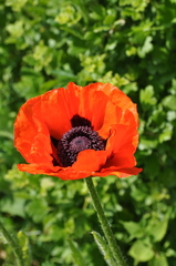 Papaver orientale