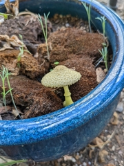 Leucocoprinus birnbaumii