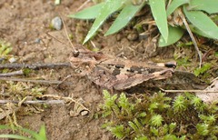 Oedaleus infernalis