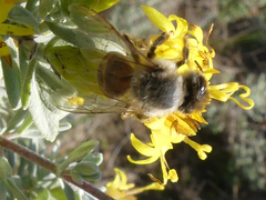 Apis mellifera capensis