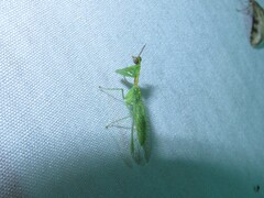 Zeugomantispa minuta