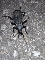 Carabus coriaceus