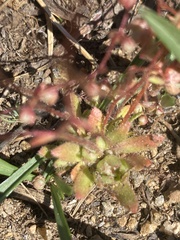 Micranthes bryophora