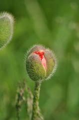 Papaver orientale