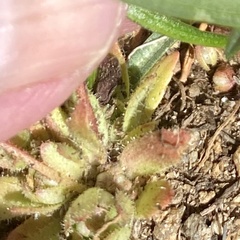 Micranthes bryophora