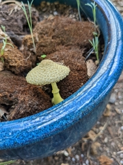 Leucocoprinus birnbaumii