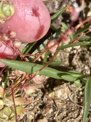 Micranthes bryophora
