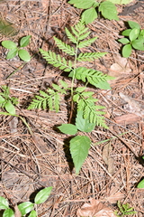 Botrypus virginianus